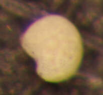 Image of Cribroelphidium gunteri (Cole 1931)
