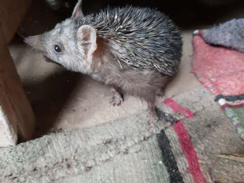 Image of Collared Hedgehog