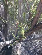 Image of Passerina truncata (Meissn.) Bredenk. & A. E. van Wyk