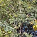 Image of Senegalia pennata (L.) Maslin