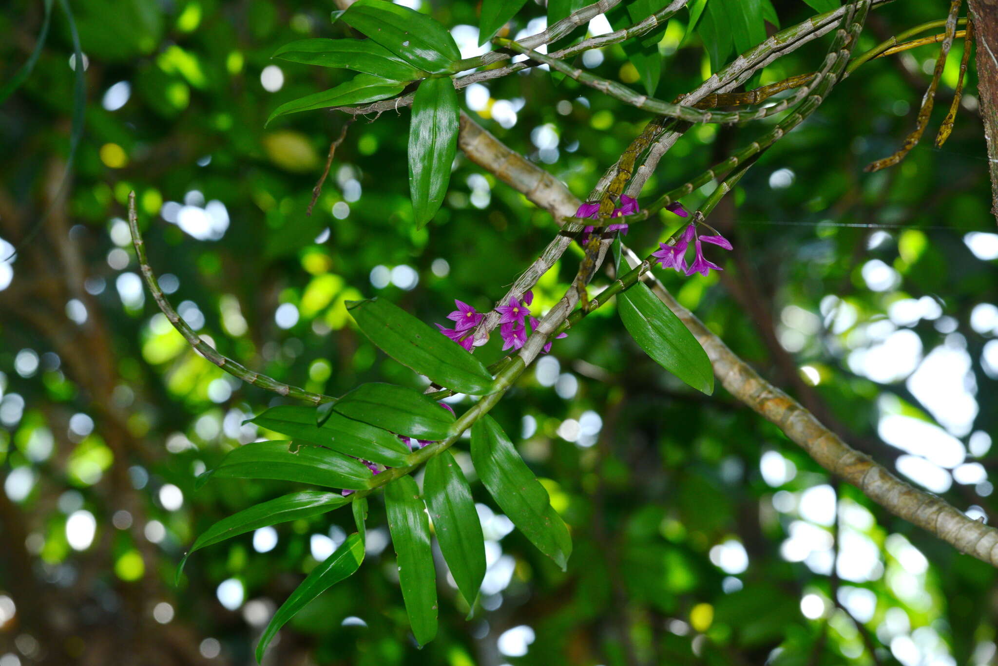 Image of Dendrobium goldschmidtianum Kraenzl.