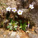 Imagem de Oxalis eriolepis Wedd.