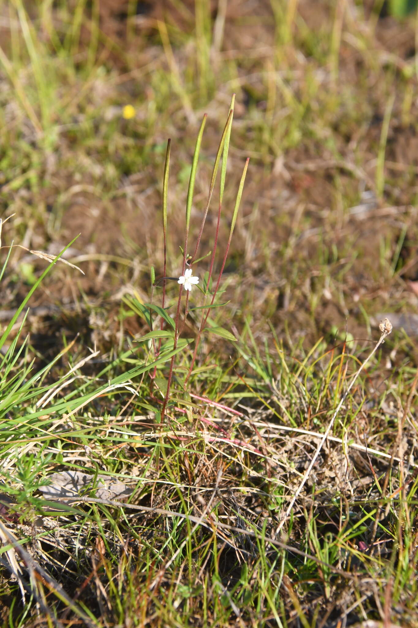 Image of Dahurian Willowherb