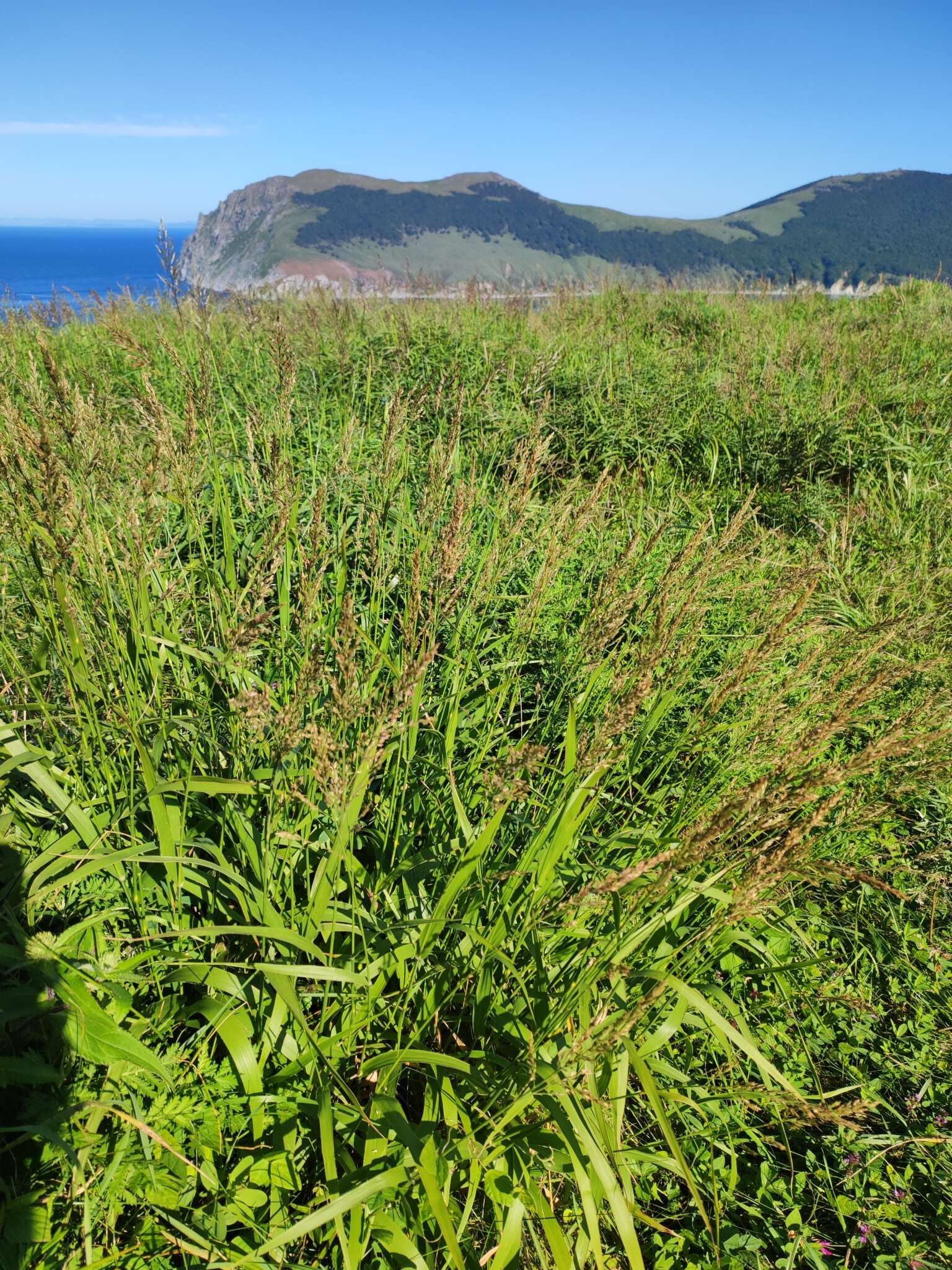 Plancia ëd Arundinella hirta (Thunb.) Tanaka