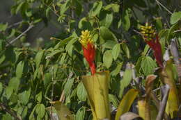 Image of nakedstem livingvase