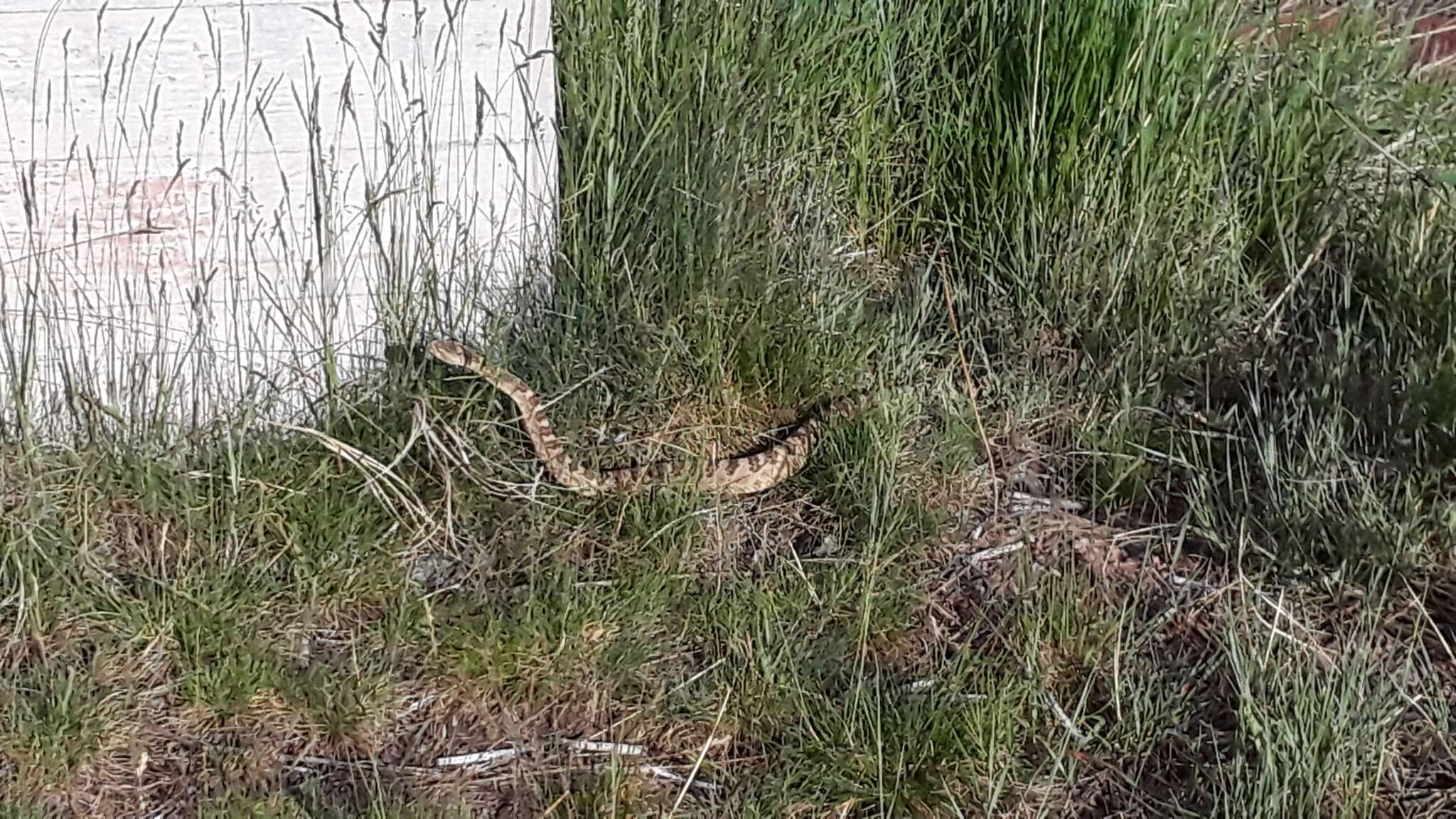 Image of Crotalus oreganus lutosus Klauber 1930