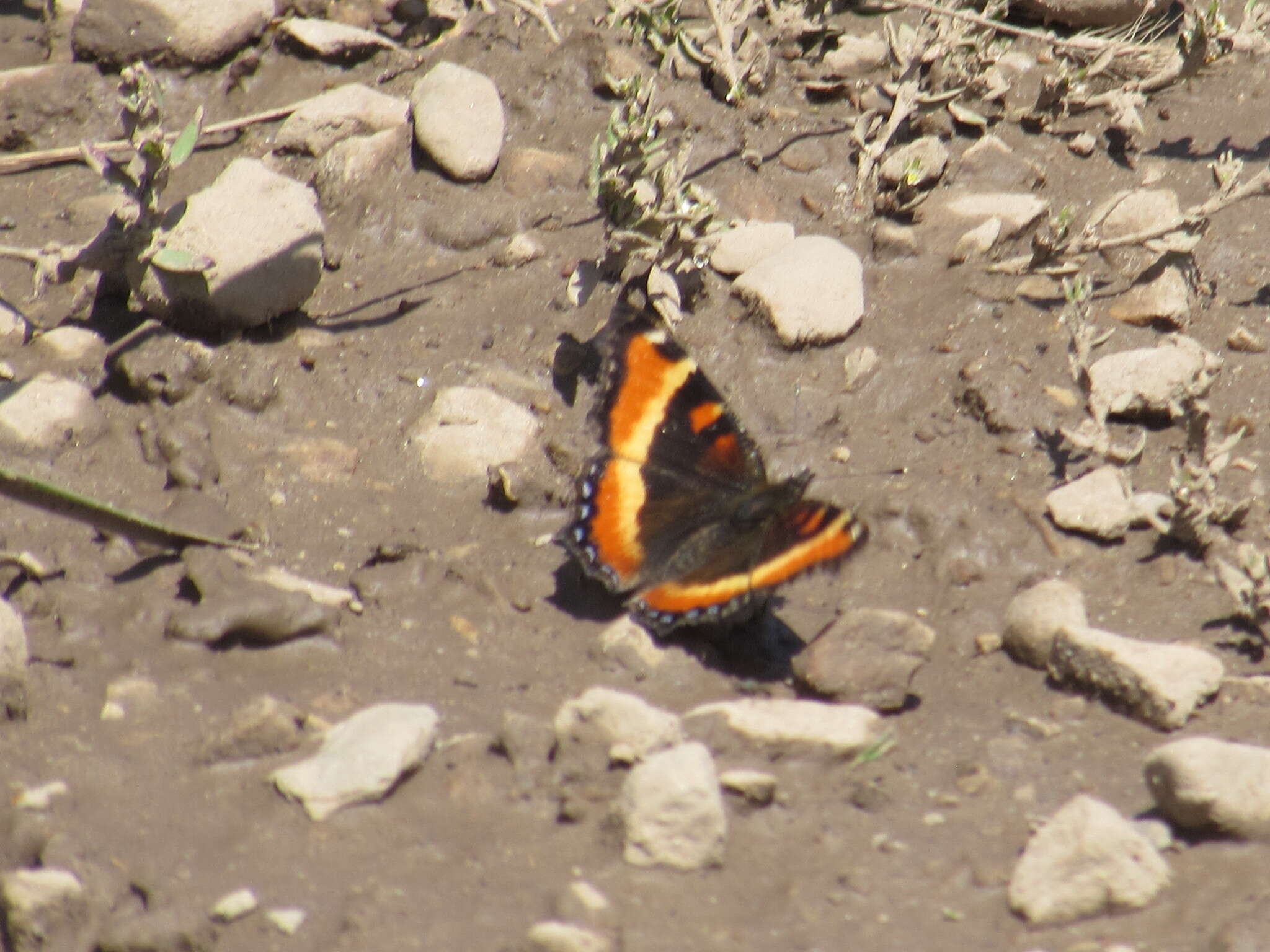 Image of Milbert's Tortoiseshell