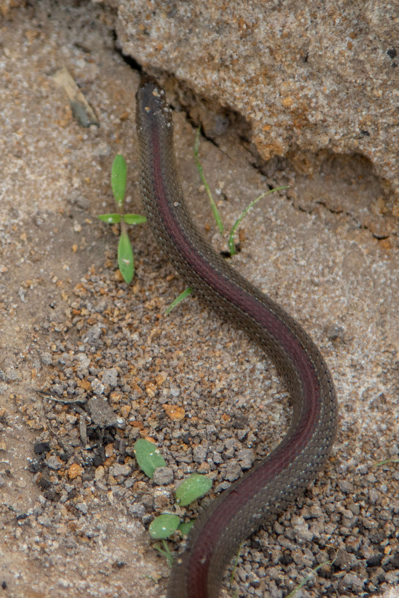 Image of Olive Marsh Snake