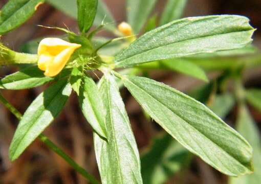 Image of sidebeak pencilflower