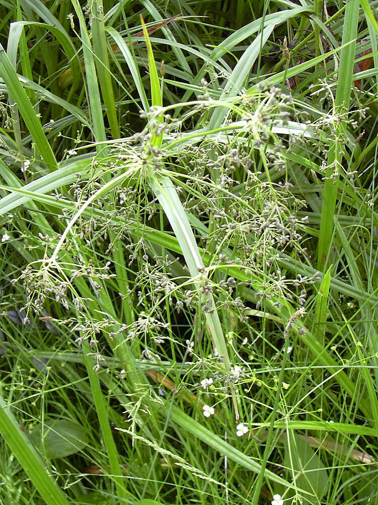 Слика од Scirpus sylvaticus L.