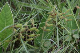 Image of Rhynchosia cooperi (Baker fil.) Burtt Davy