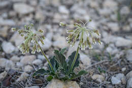 Imagem de Asclepias scaposa Vail