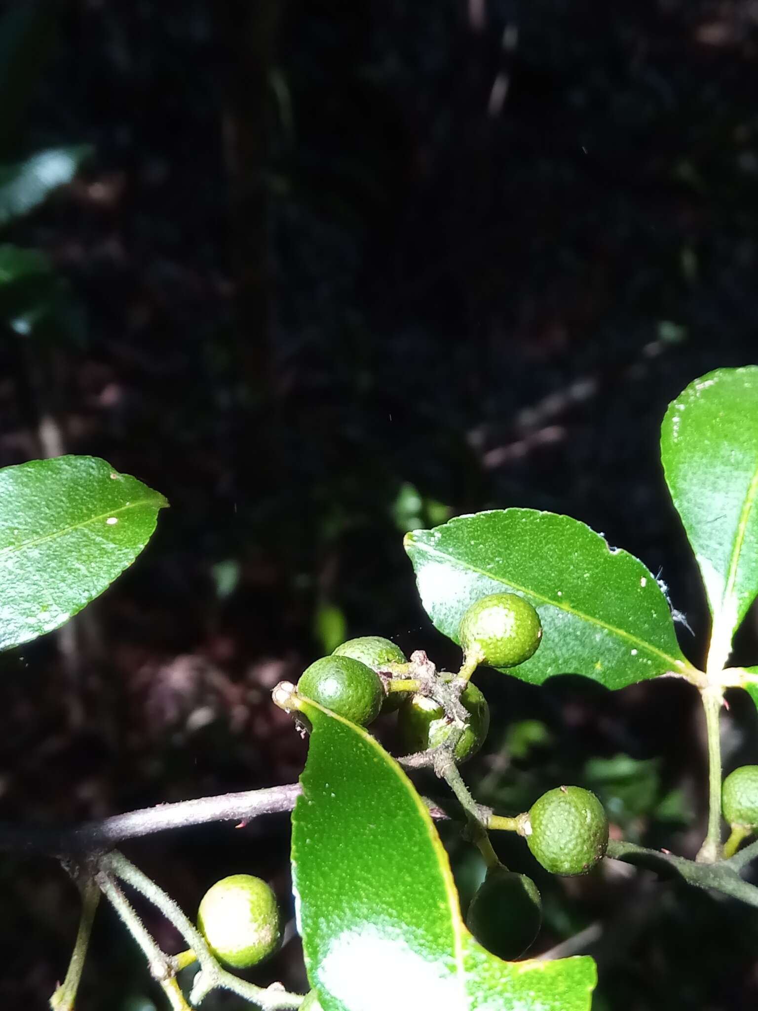 Image of Zanthoxylum asiaticum