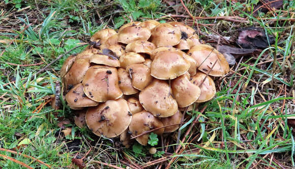 Pholiota highlandensis (Peck) Quadr. & Lunghini 1990 resmi