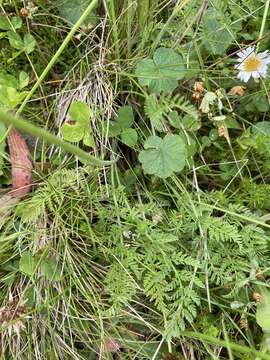 Image of Chaerophyllum eriopodum (DC.) K. F. Chung