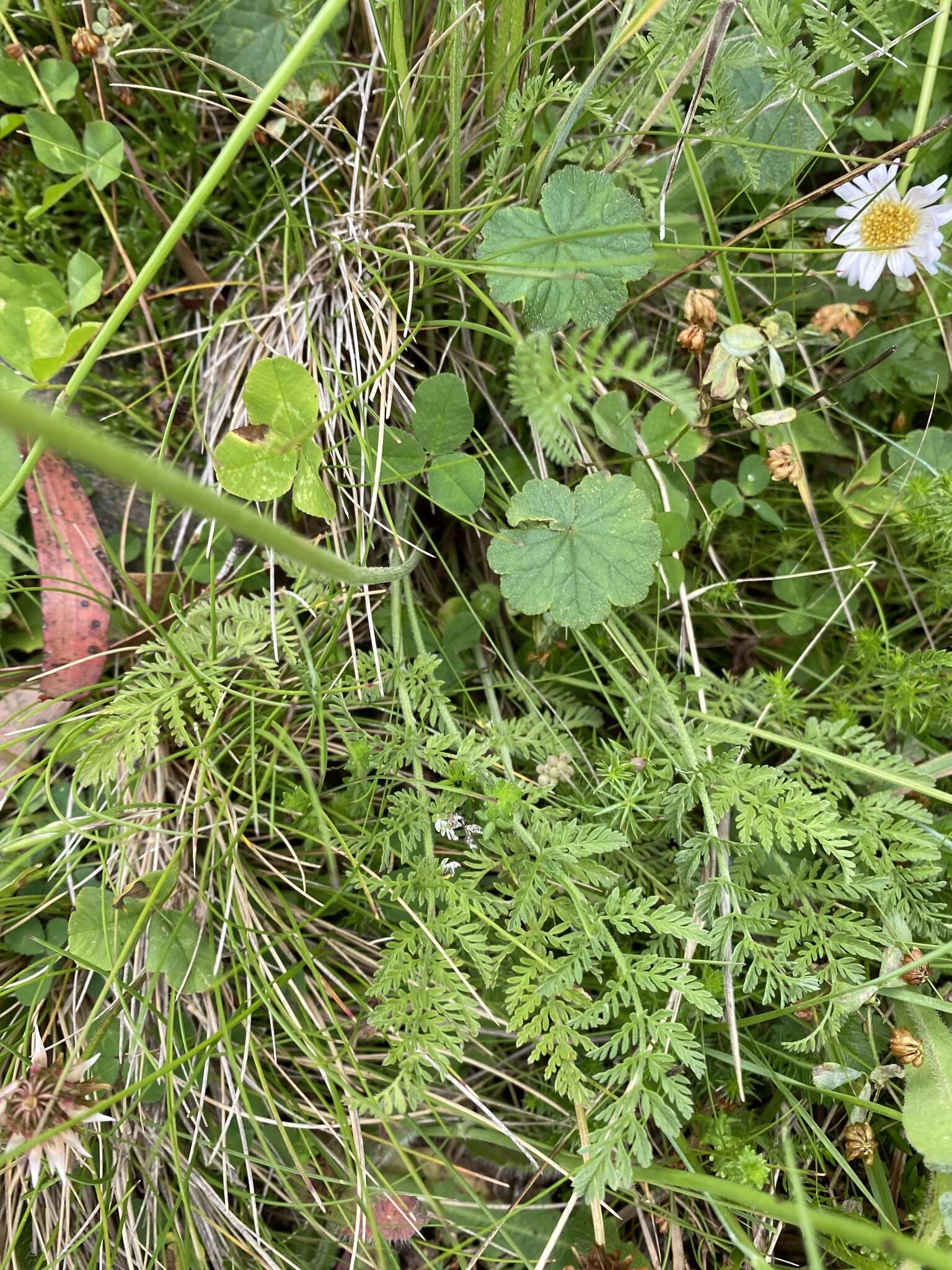 Слика од Chaerophyllum eriopodum (DC.) K. F. Chung