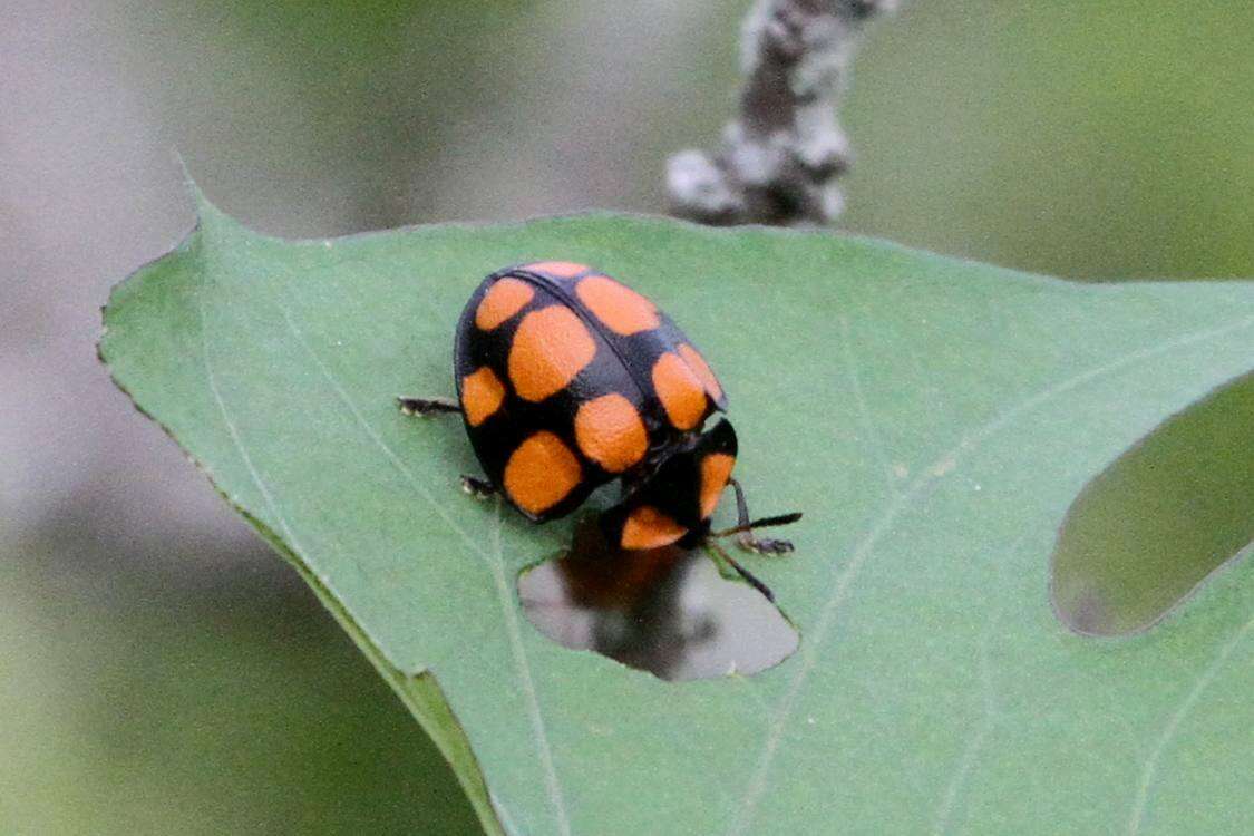 Imagem de Botanochara decempustulata (Boheman 1850)