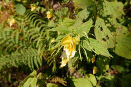 Image de Impatiens cristata Wall.