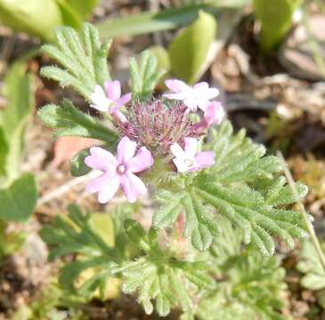 Image of pink mock vervain