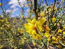 Image of Texas paloverde