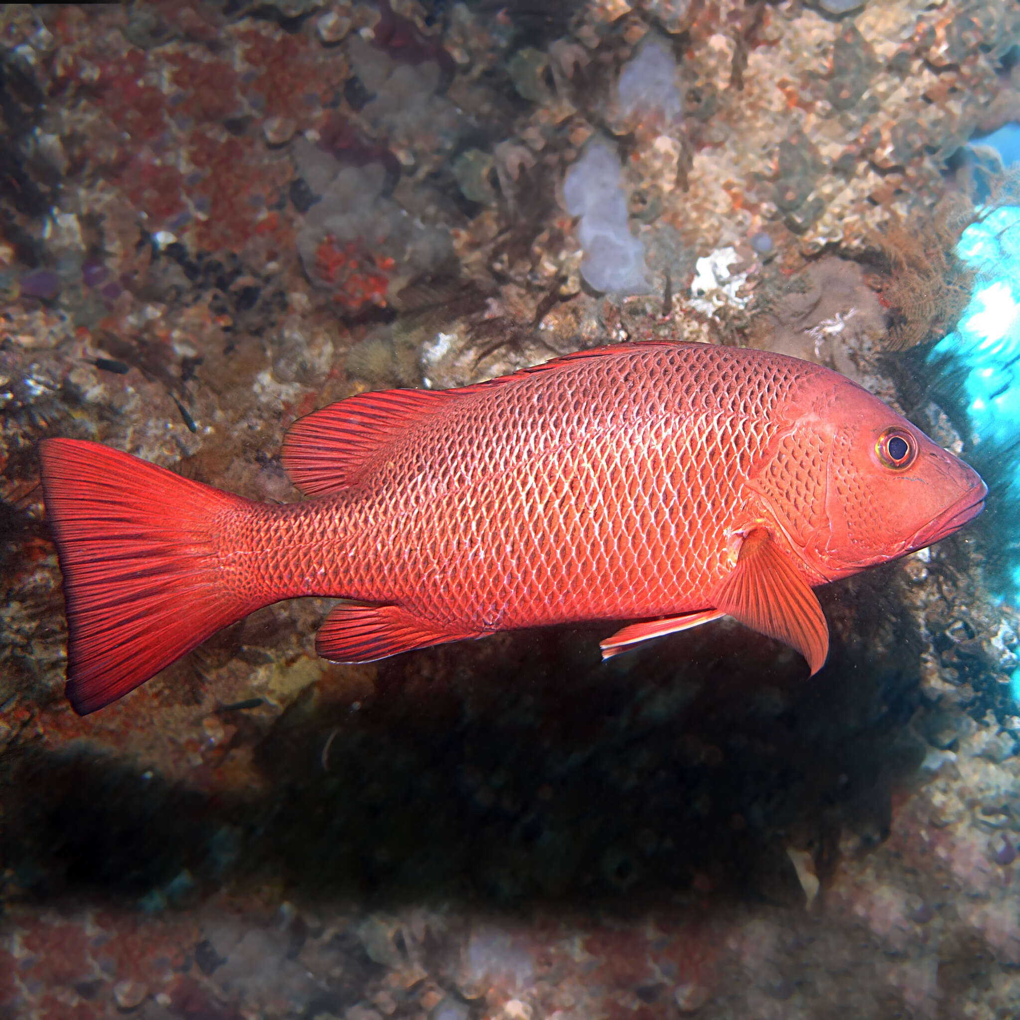 Image of Mangrove red snapper