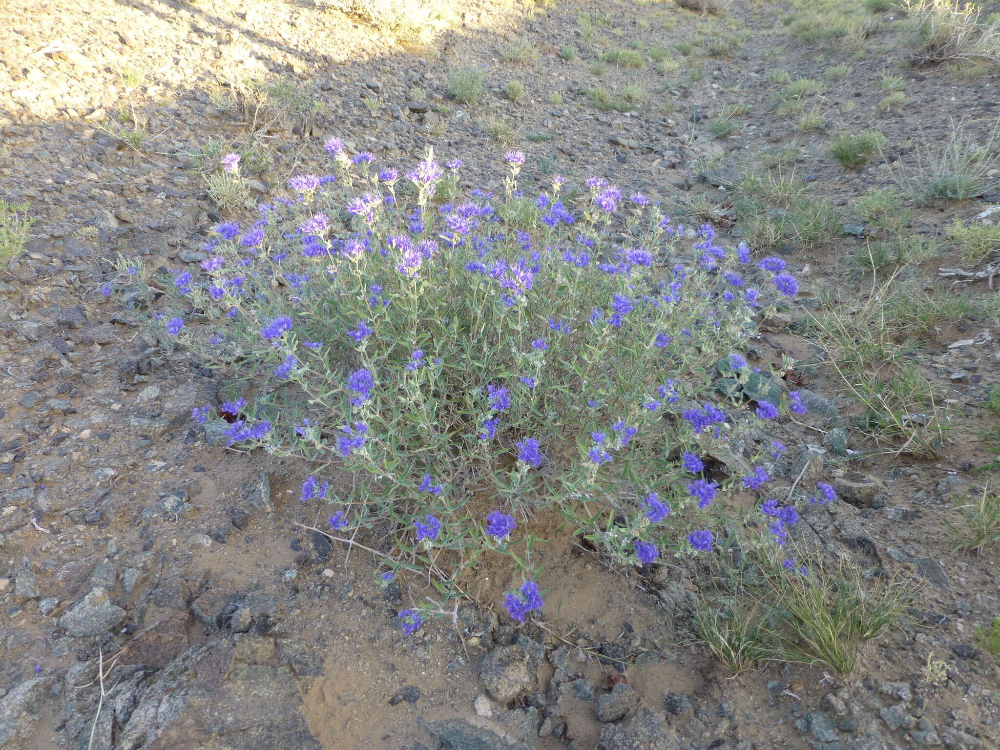 Imagem de Caryopteris mongholica Bunge