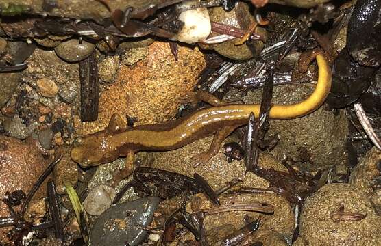 Image of Van Dyke's Salamander