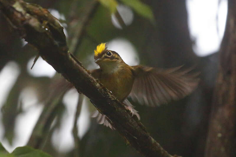 Image of White-throated Spadebill