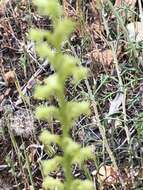 Image of Cooper's rein orchid