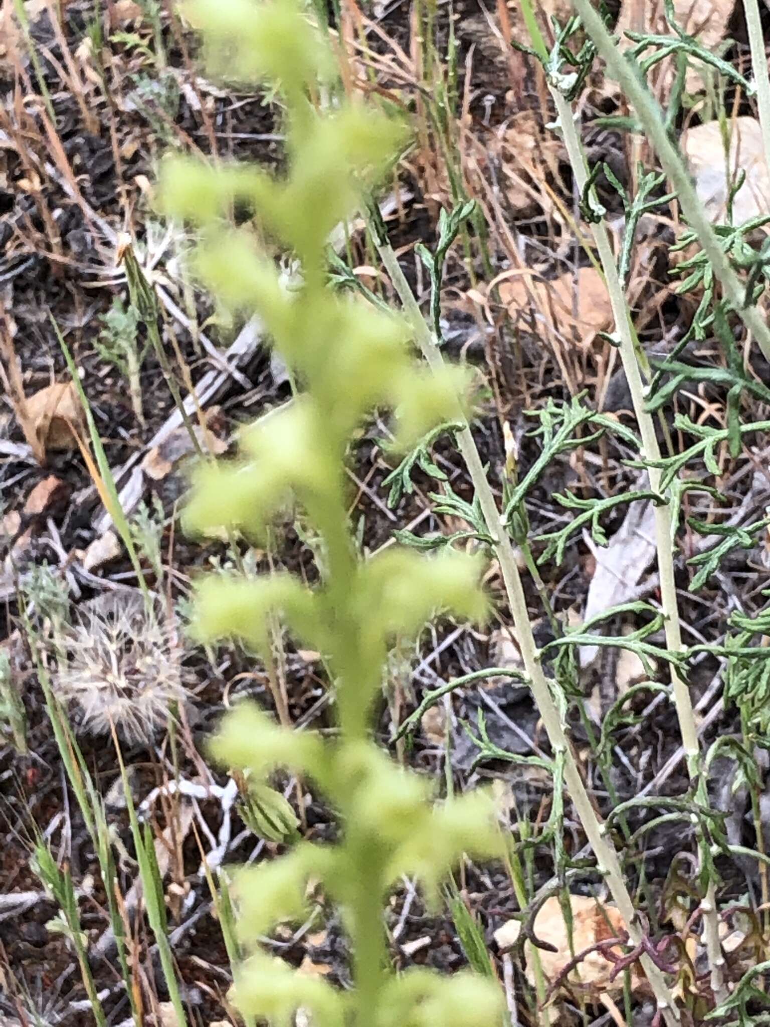 Plancia ëd Platanthera cooperi (S. Watson) R. M. Bateman