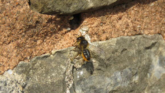 Image of Megachile leaf-cutter bee