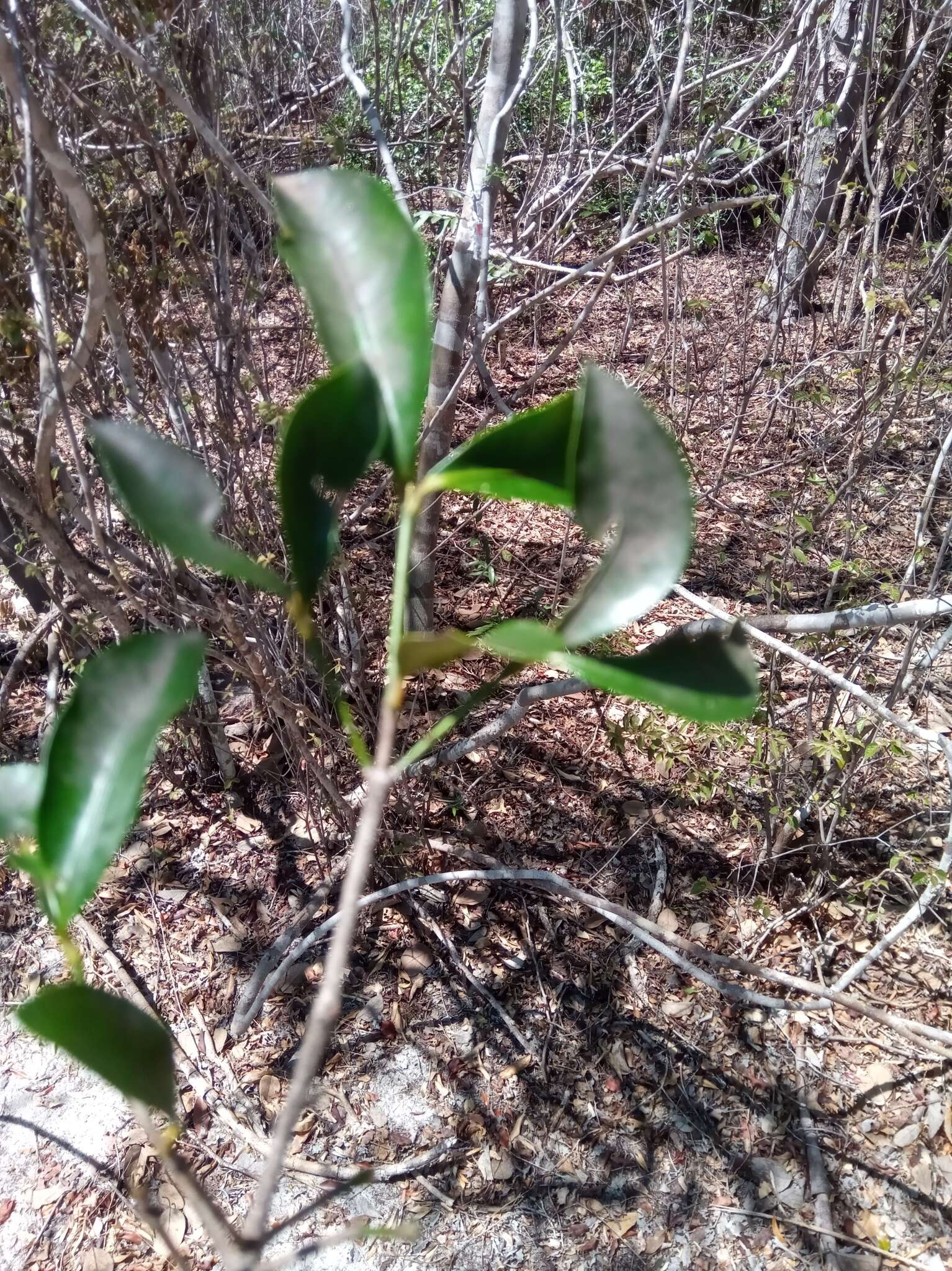 Garcinia calcicola (Jum. & H. Perrier) P. W. Sweeney & Z. S. Rogers resmi