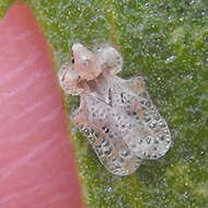 Image of Morrill lace bug