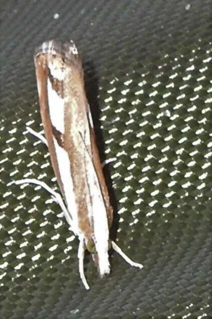 صورة Catoptria latiradiellus Walker 1863