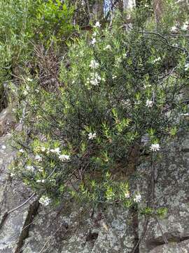 Image of Westringia angustifolia R. Br.