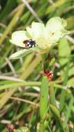 Image of African lily