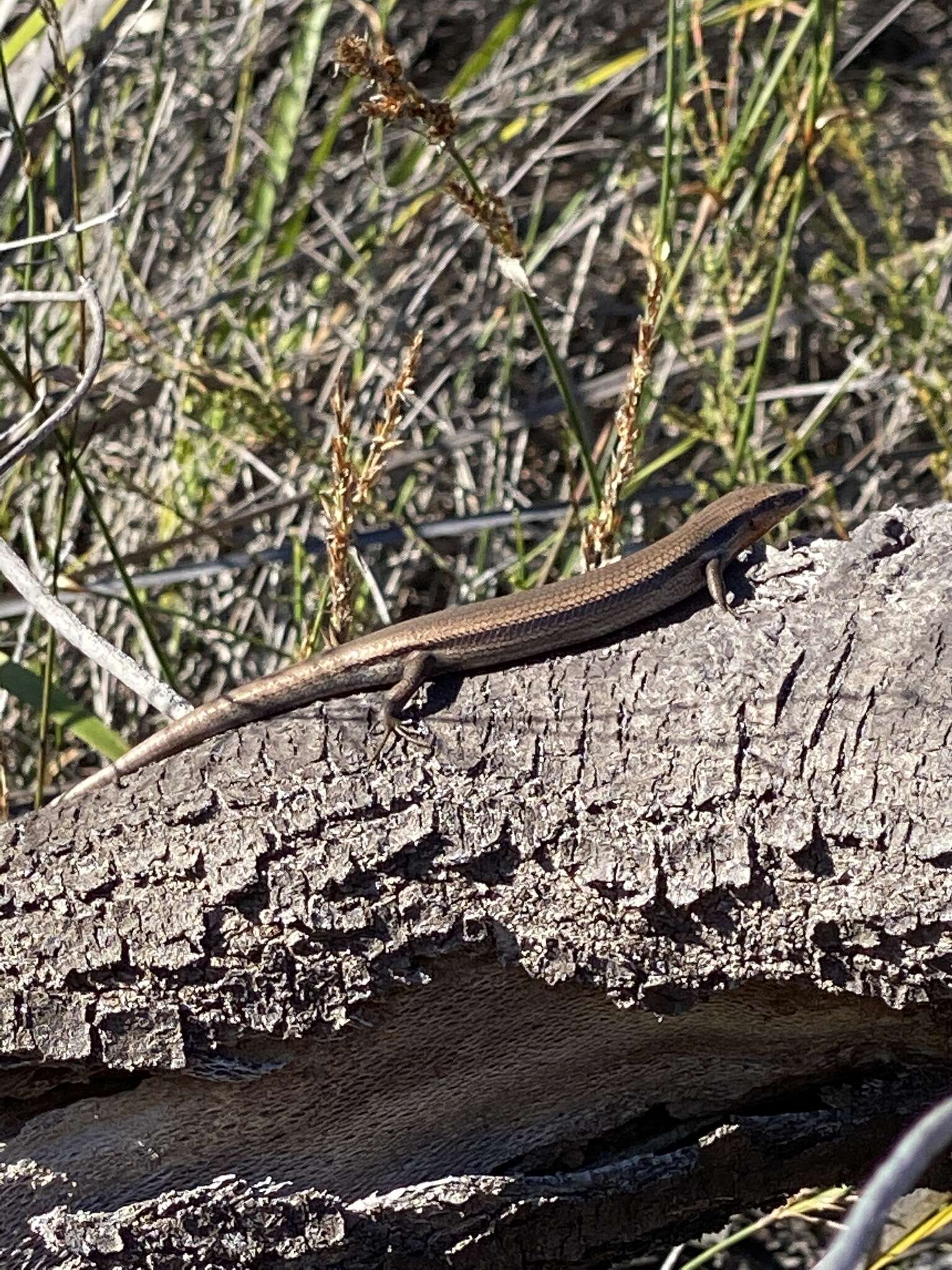 Image of Red-throated Cool-skink