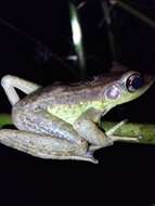 Image of Amnirana lepus (Andersson 1903)