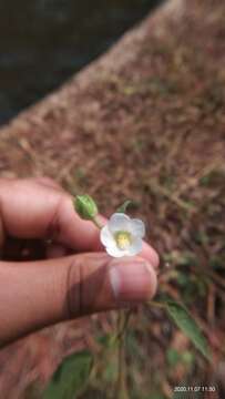 Image of Hibiscus lobatus (Murray) Kuntze