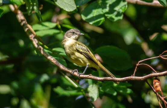 Image of Guianan Tyrannulet