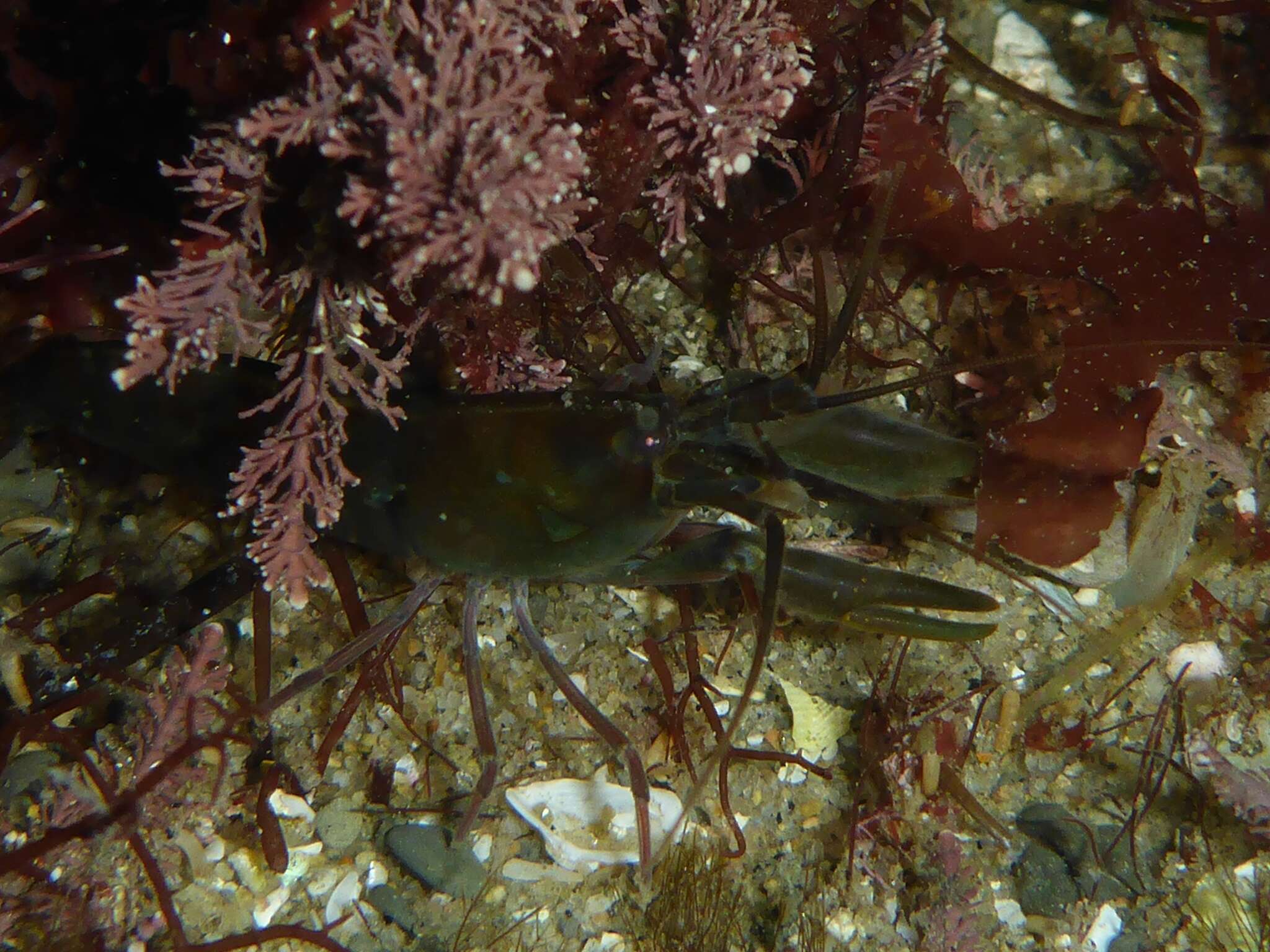 Image of <i>Betaeus longidactylus</i>