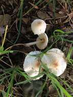 Lepiota castaneidisca Murrill 1912 resmi