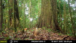 Image of White-faced Quail-Dove