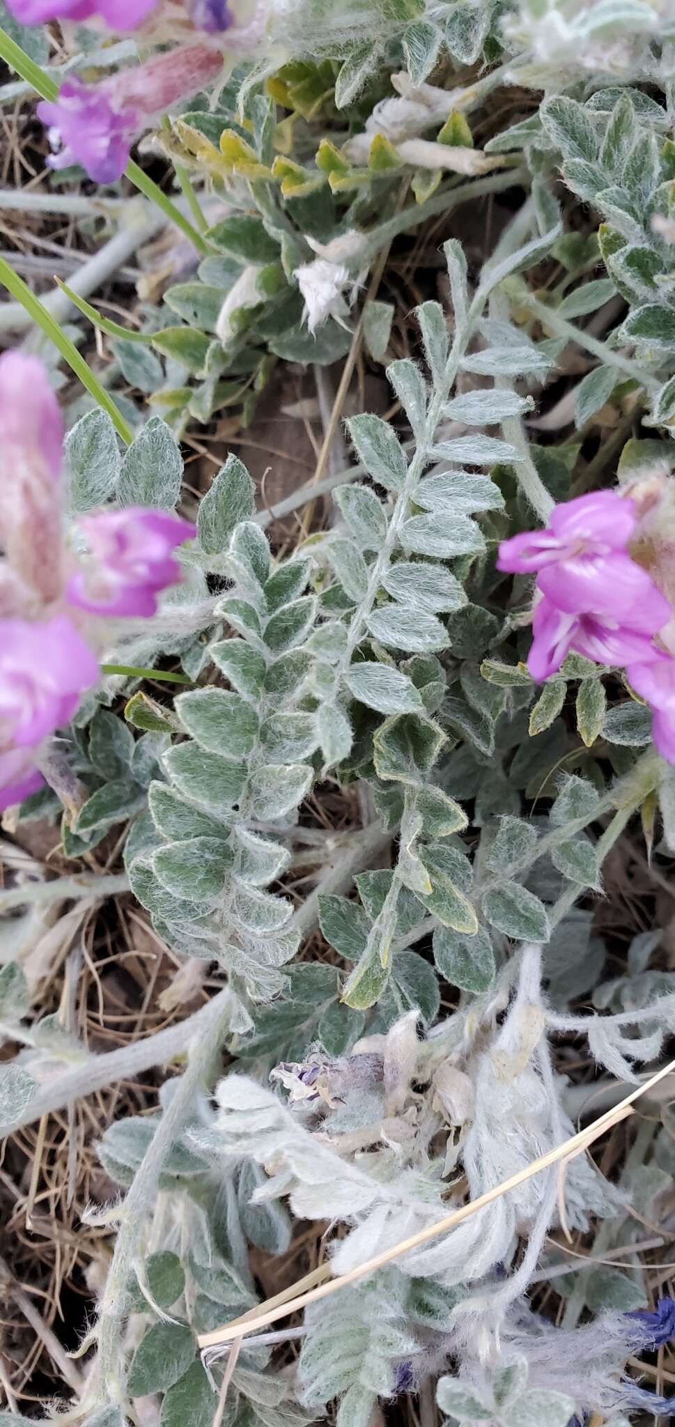 Image of bent milkvetch