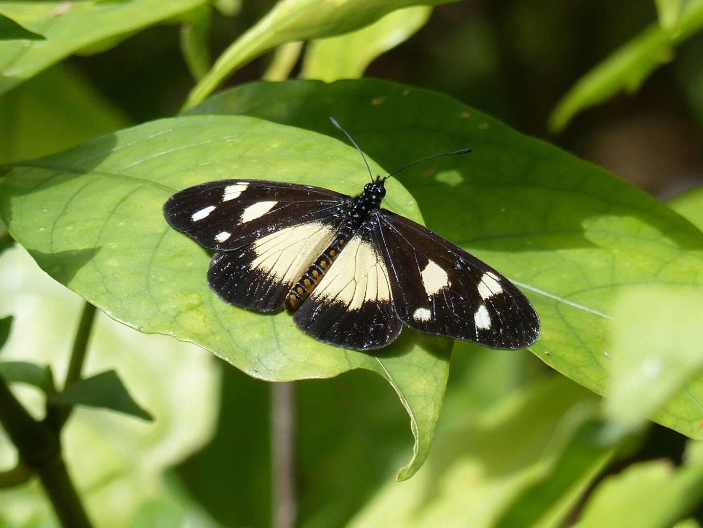 Imagem de Acraea johnstoni Godman 1885