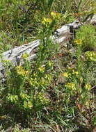Sivun Euphorbia genistoides var. genistoides kuva