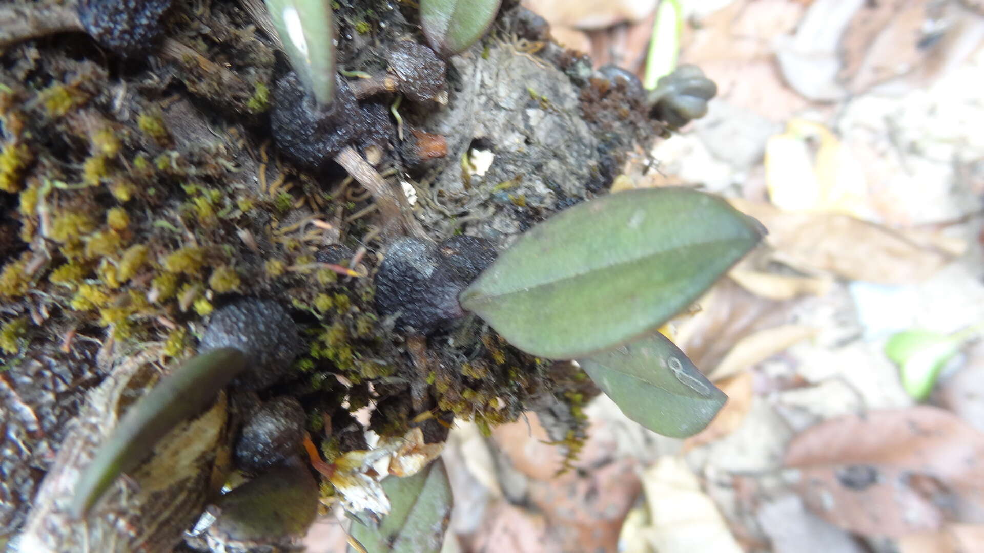 Imagem de Bulbophyllum stocksii (Benth. ex Hook. fil.) J. J. Verm., Schuit. & de Vogel