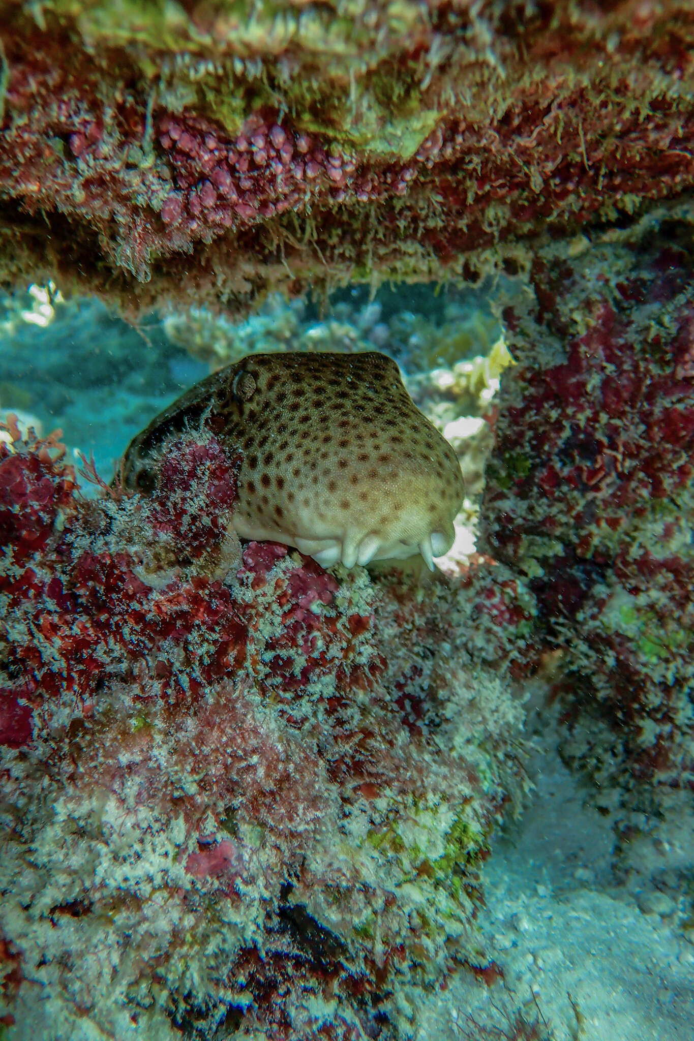 Image of Speckled Carpetshark