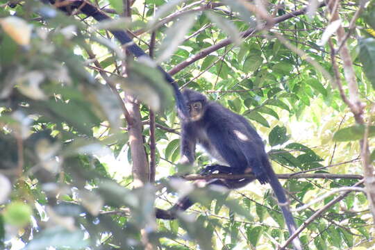 Image of Banded Langur