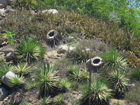 Image of Agave ortgiesiana (Baker) Trel.